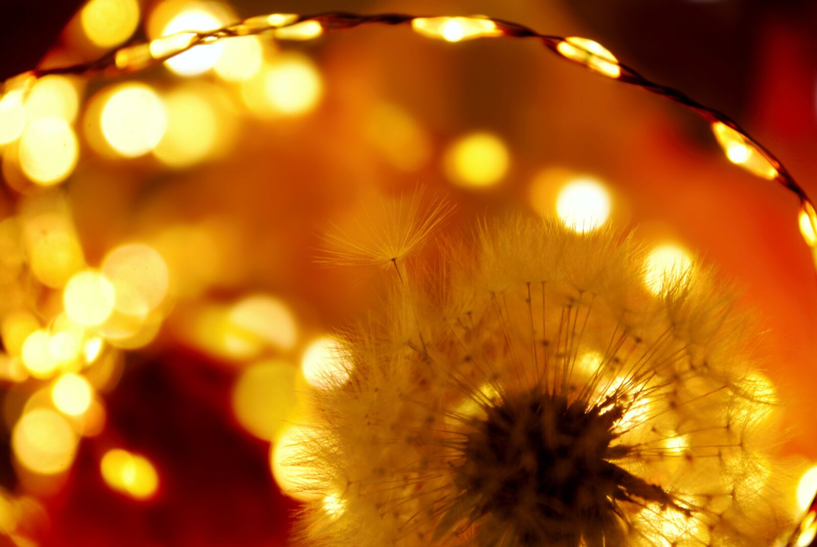 Nikon D80 sample photo. Dandelion, nature, screen photography