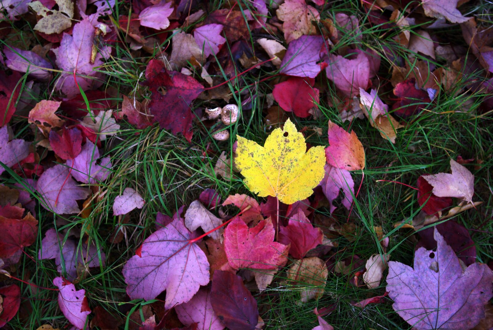 Pentax K10D sample photo. Autumn, leaves, yellow photography