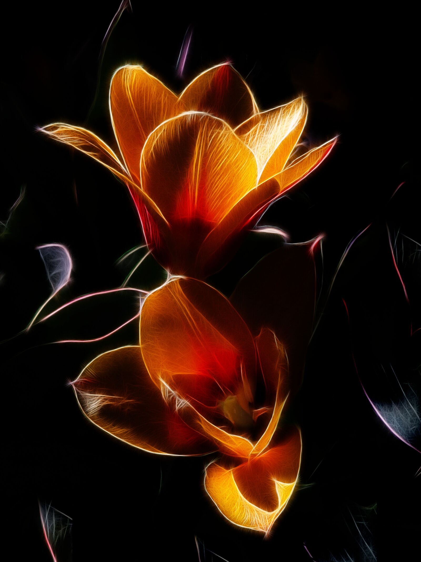 Canon PowerShot G15 sample photo. Fractalius, tulip, purchase manniana photography