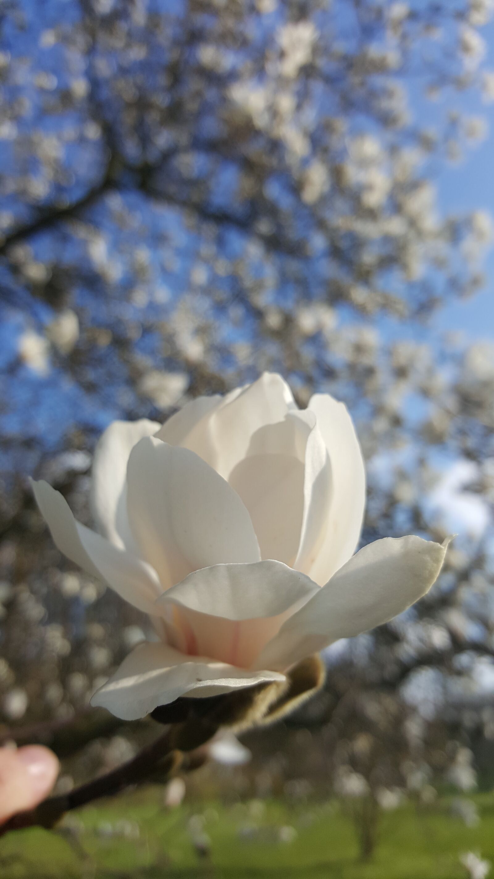 Samsung GALAXY S6 edge sample photo. Blossom, bloom, spring photography