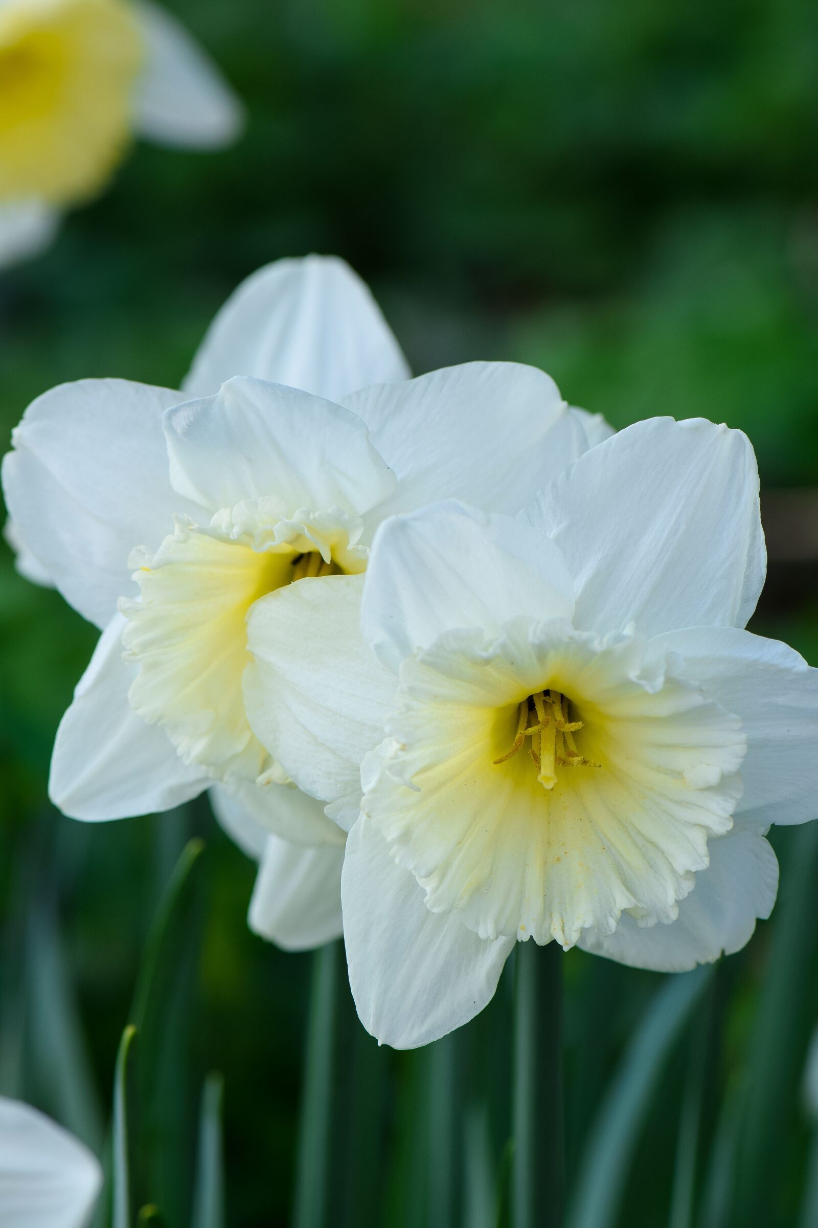 Nikon D5300 sample photo. Daffodils, flowers, nature photography