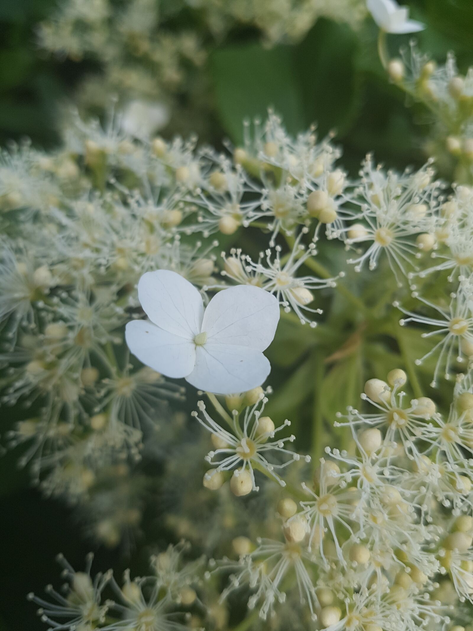 Samsung Galaxy S7 Edge sample photo. Flower, plant, summer photography