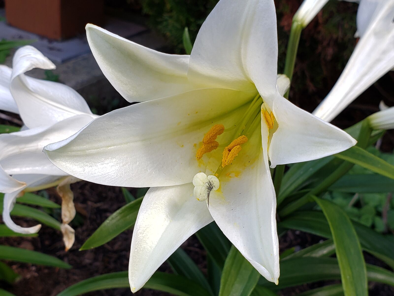 Samsung Galaxy Note9 sample photo. Easter, lily, white photography