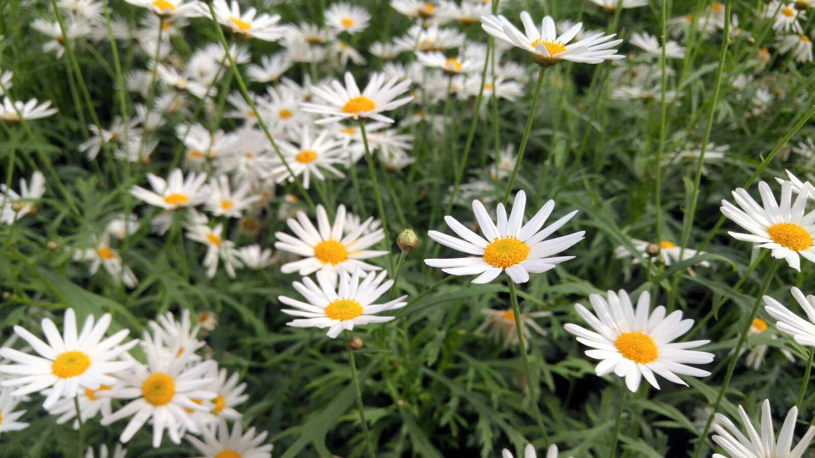 LG G4 sample photo. Flowers, daisies, daisy photography