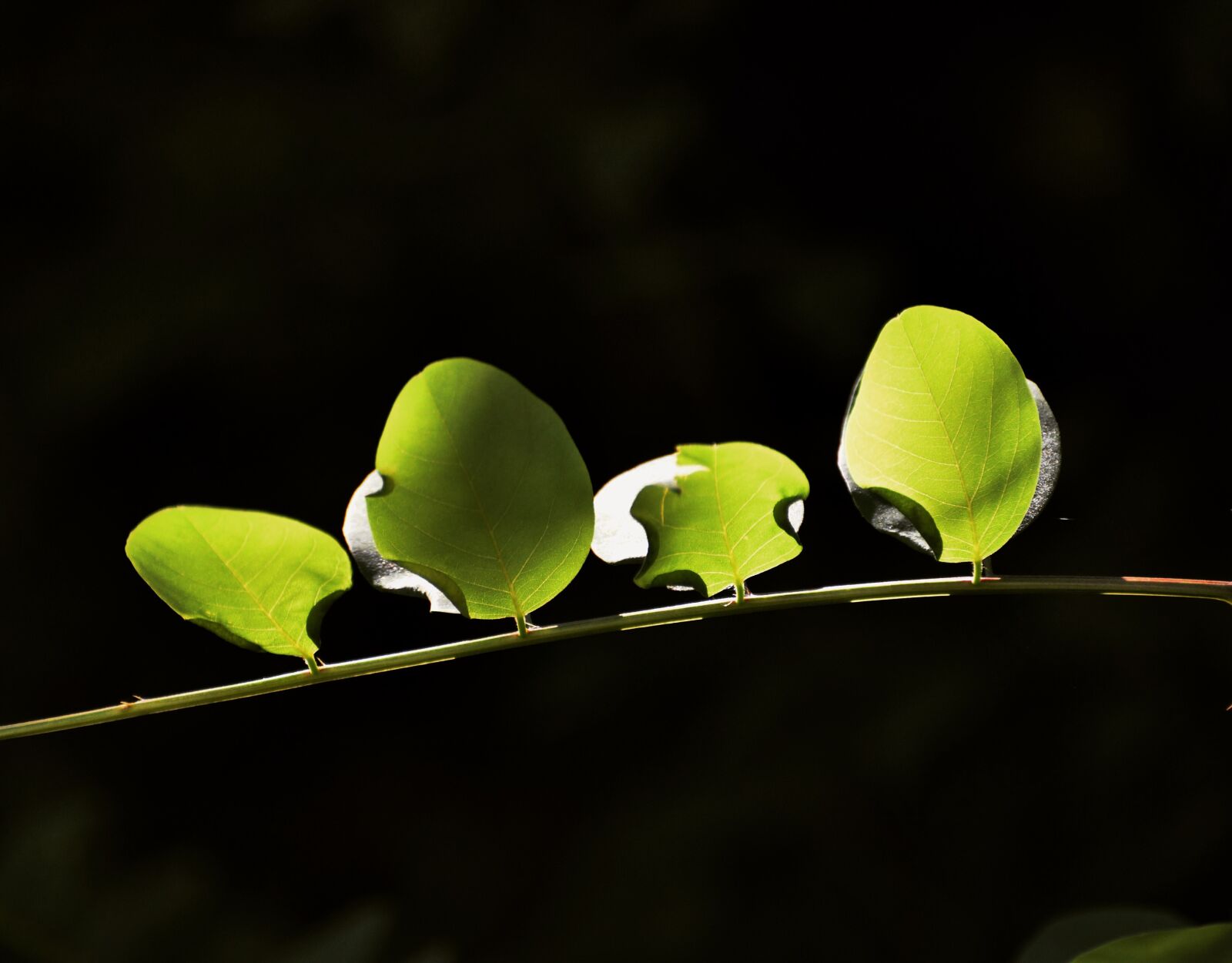 Nikon D90 sample photo. Nature, photography photography