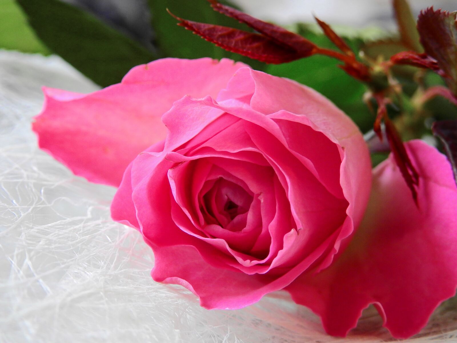Nikon Coolpix P900 sample photo. Flower, rose, blossom photography