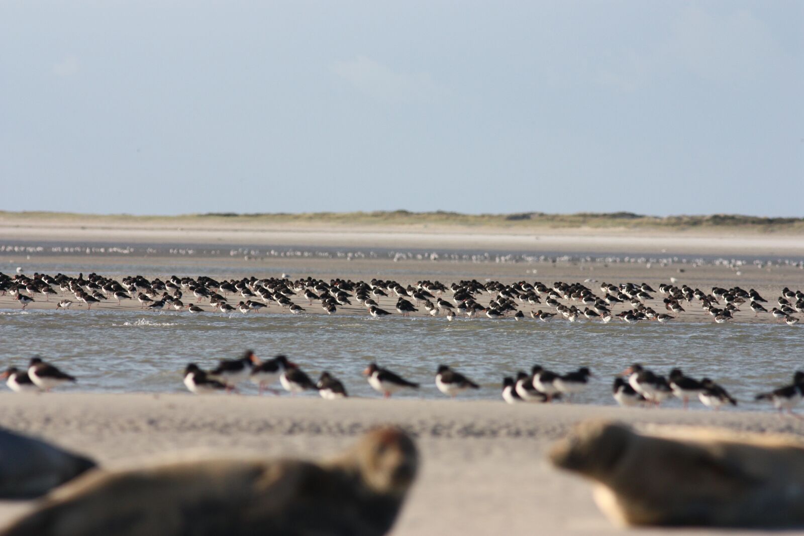 Canon EOS 450D (EOS Rebel XSi / EOS Kiss X2) sample photo. Oystercatchers pies, seals, bay photography