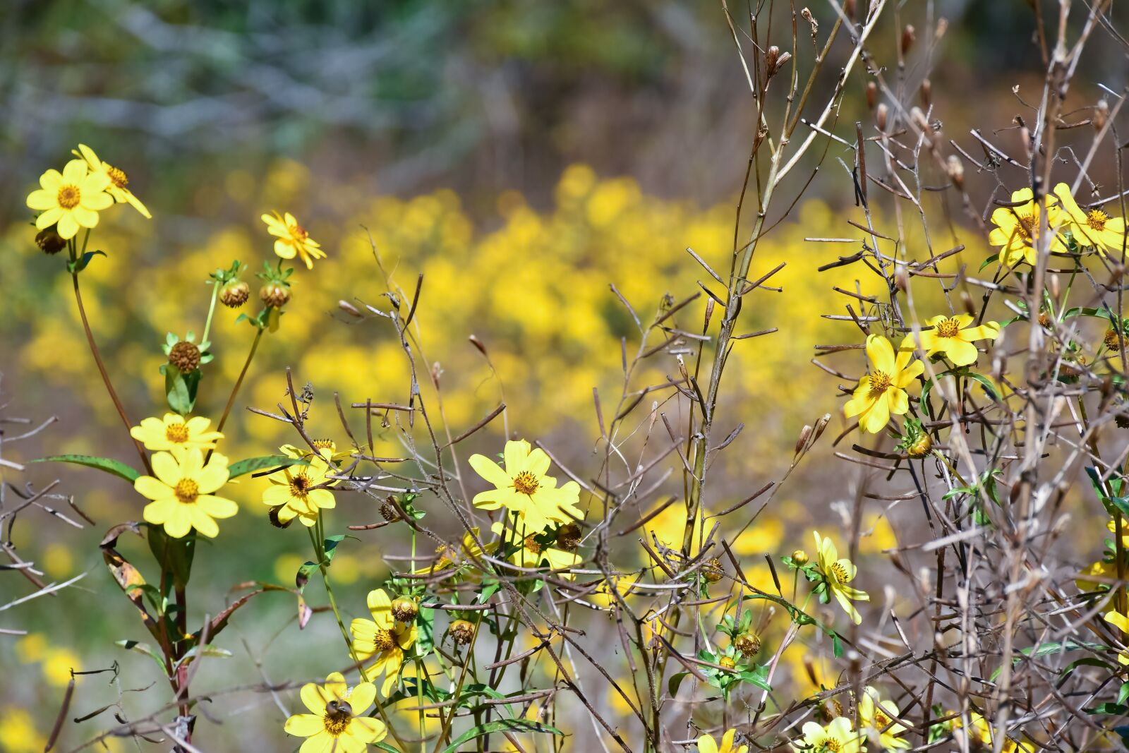 Nikon D7500 sample photo. Yellow, flowers, garden photography