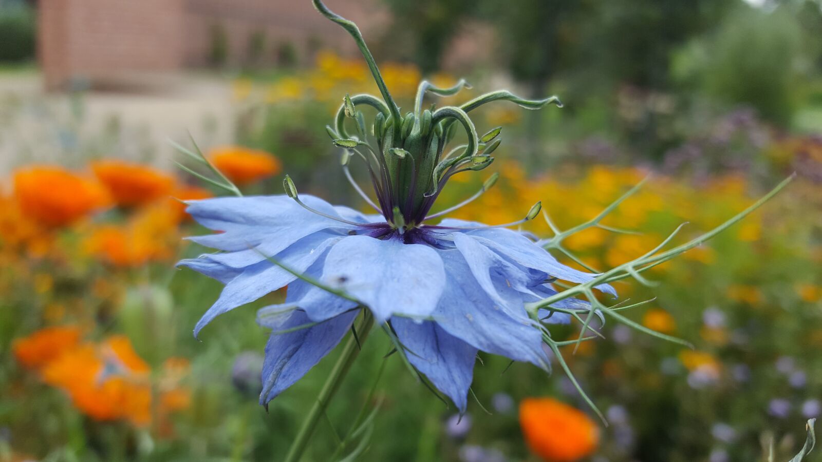 Samsung GALAXY S6 edge sample photo. Flower, blossom, bloom photography