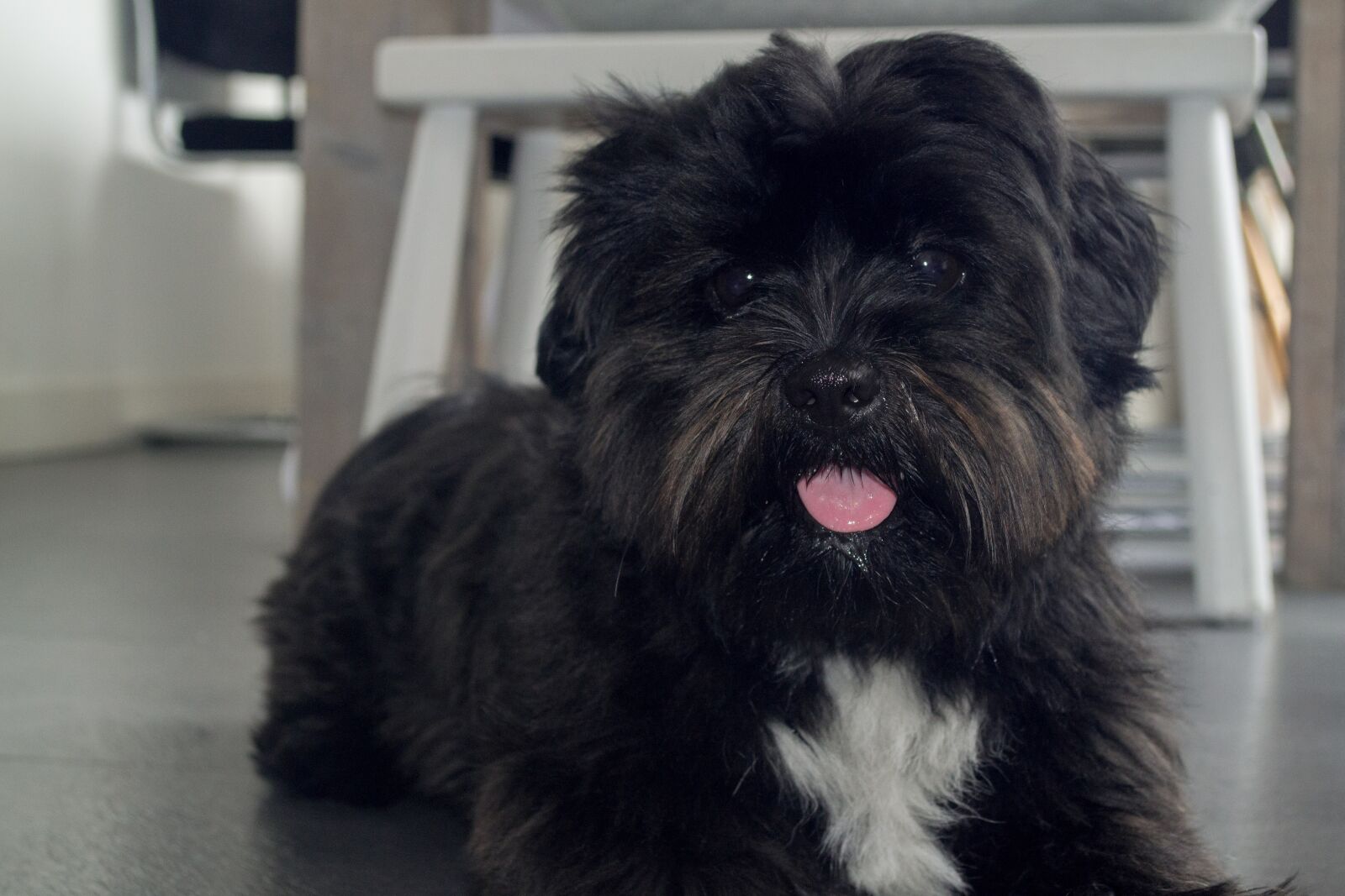Nikon D3100 sample photo. Dog, black, boomer photography