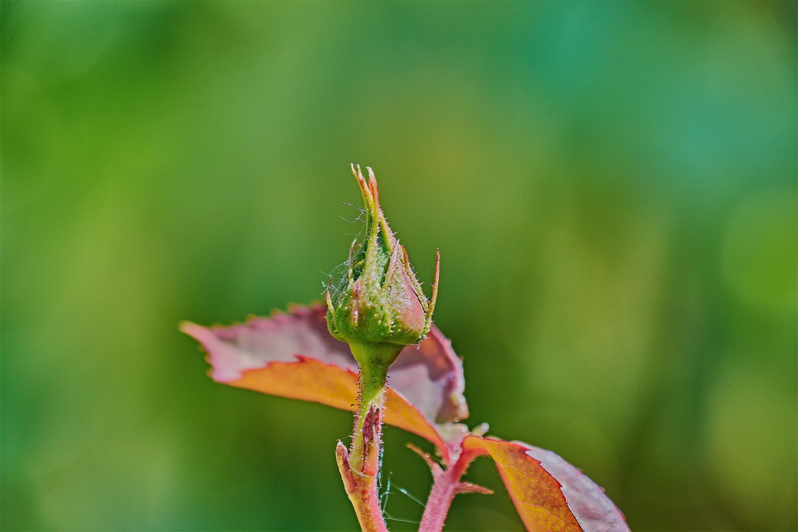 Nikon D7200 sample photo. Rosa, garden, flower photography
