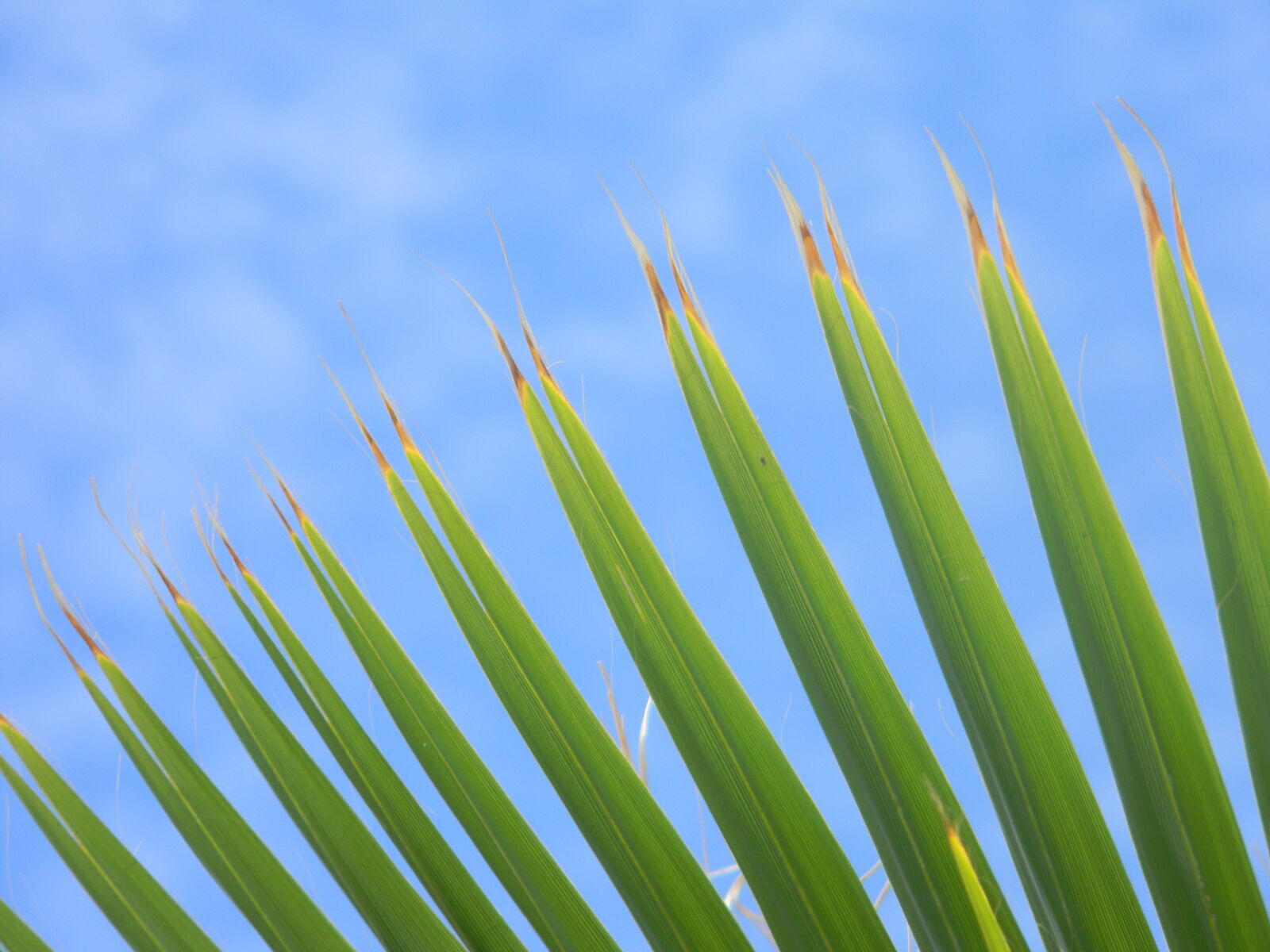 Nikon Coolpix L110 sample photo. Palm, palms, sky photography