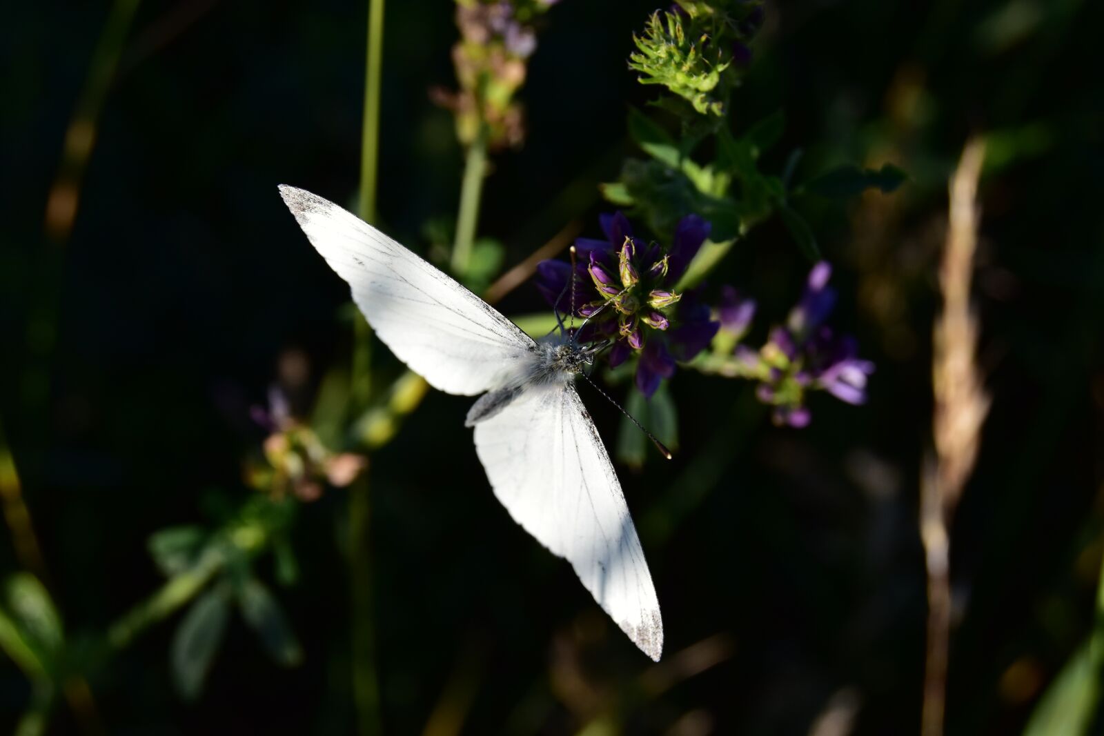 Nikon D5600 sample photo. Butterfly, macro, insect photography