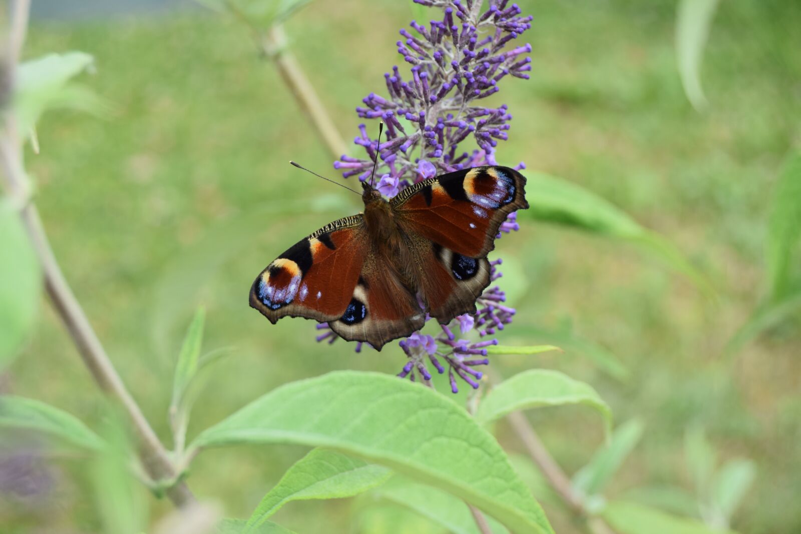 Nikon D3300 sample photo. Animals, butterfly, buddleia photography