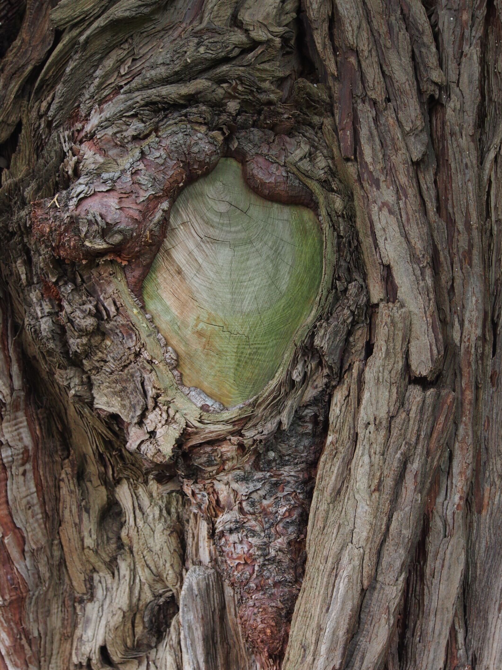 Olympus OM-D E-M5 sample photo. Tree, brown, green photography