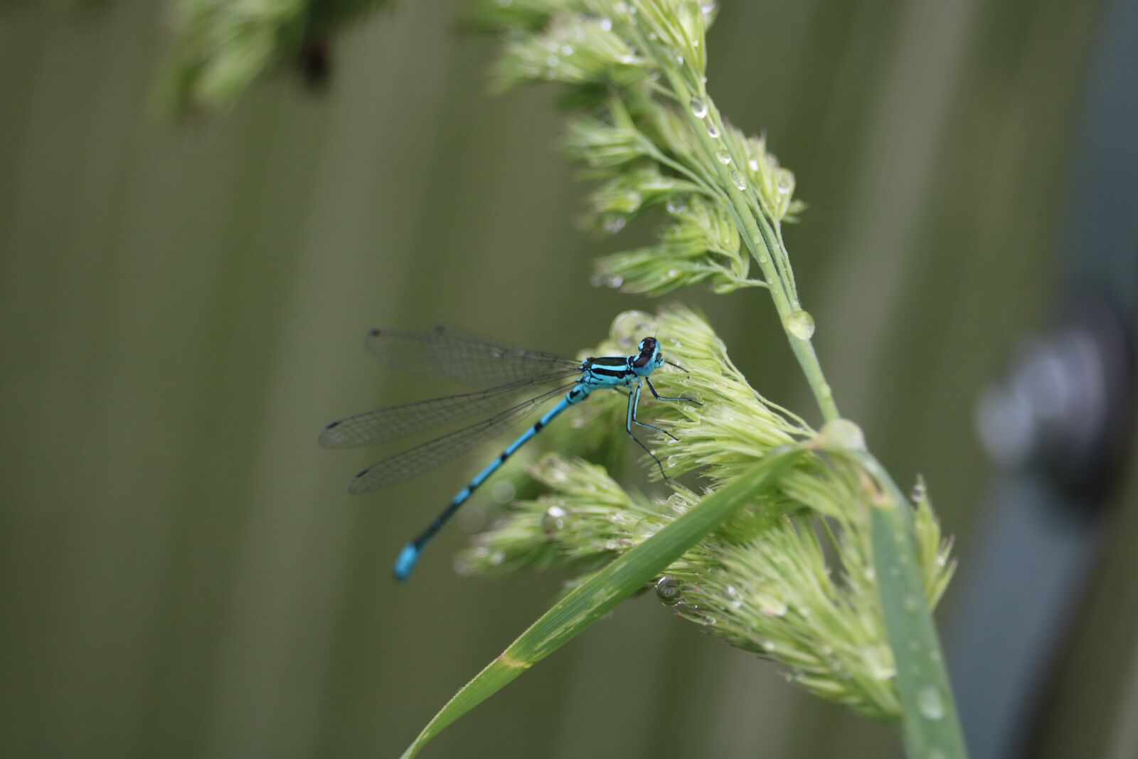 Canon EOS 750D (EOS Rebel T6i / EOS Kiss X8i) sample photo. Dragonfly, insect, summer photography
