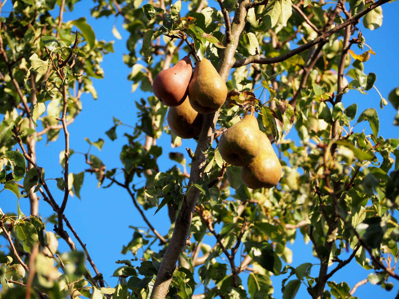 Olympus OM-D E-M10 sample photo. Pears, pear, fruit photography