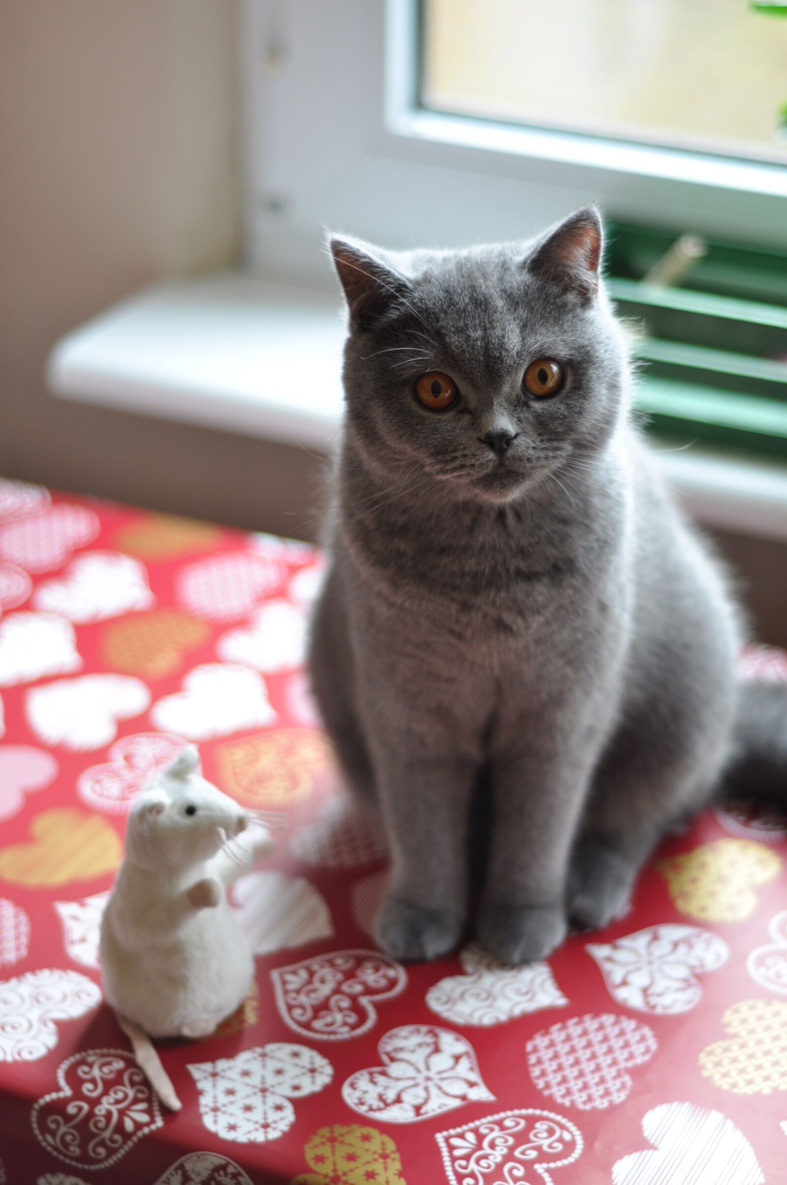 Nikon D90 sample photo. Cat, british shorthair cat photography