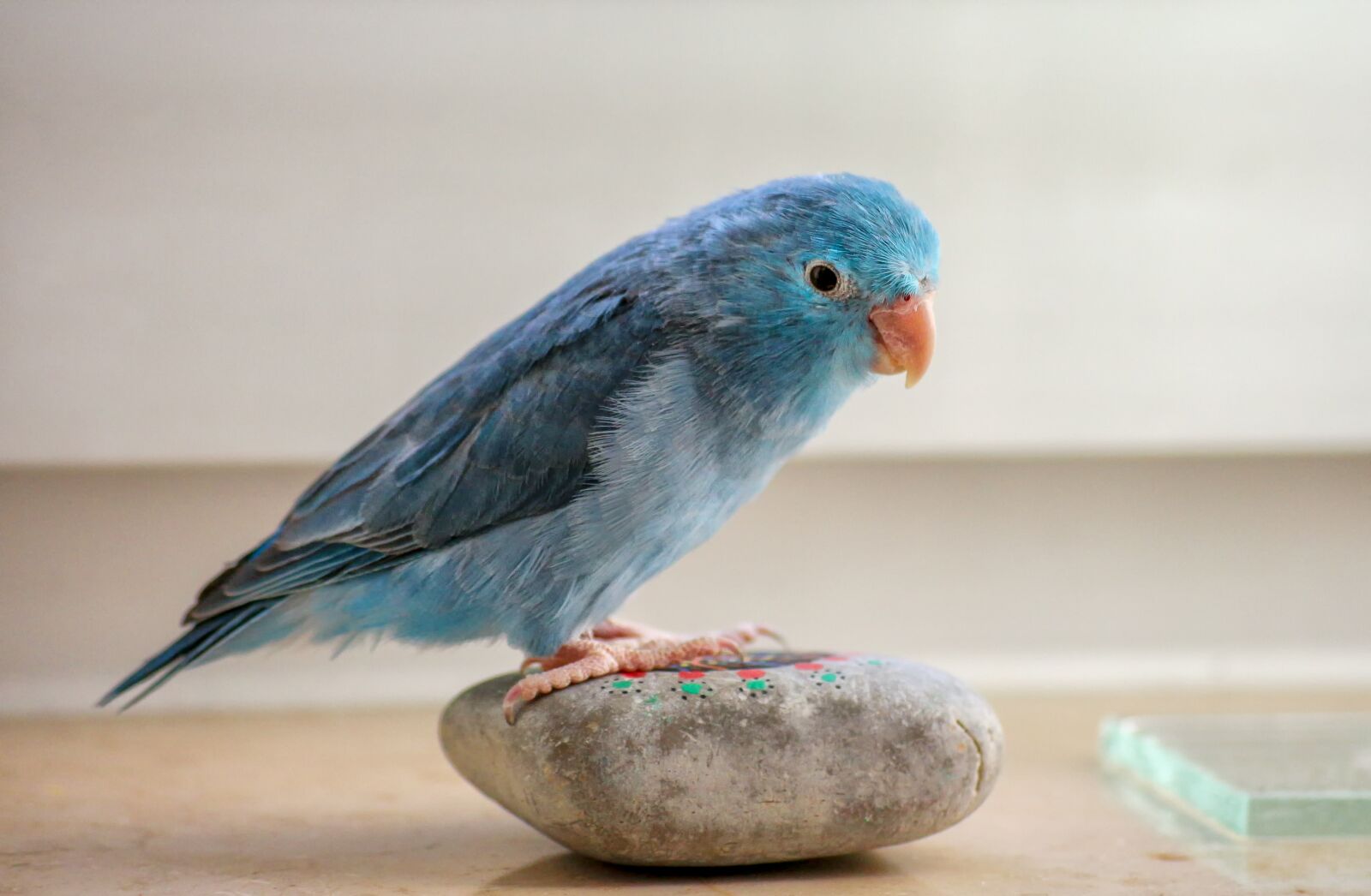 Canon EOS 650D (EOS Rebel T4i / EOS Kiss X6i) sample photo. Animals, parrotlet, blue photography