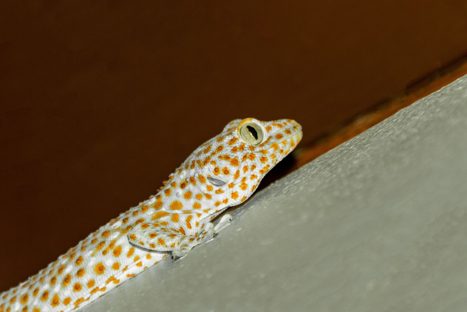 Nikon D5600 sample photo. Reptile, animal, iguana photography