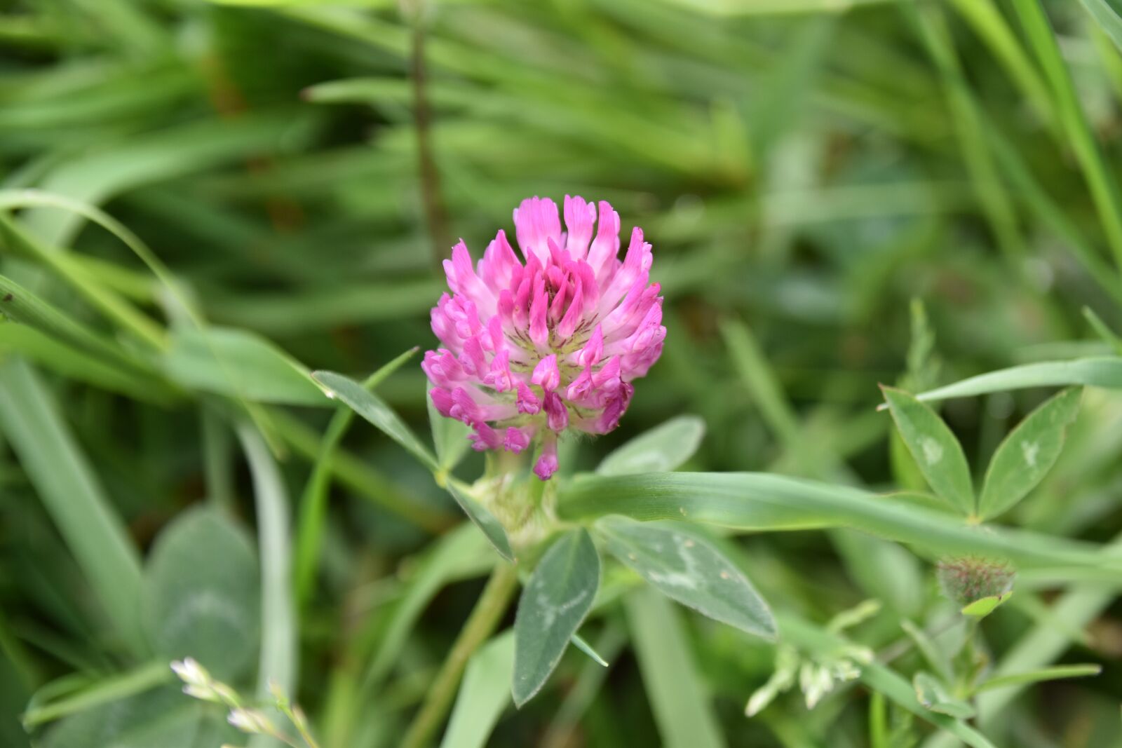Nikon D5600 sample photo. Flower, clover flower, flower photography
