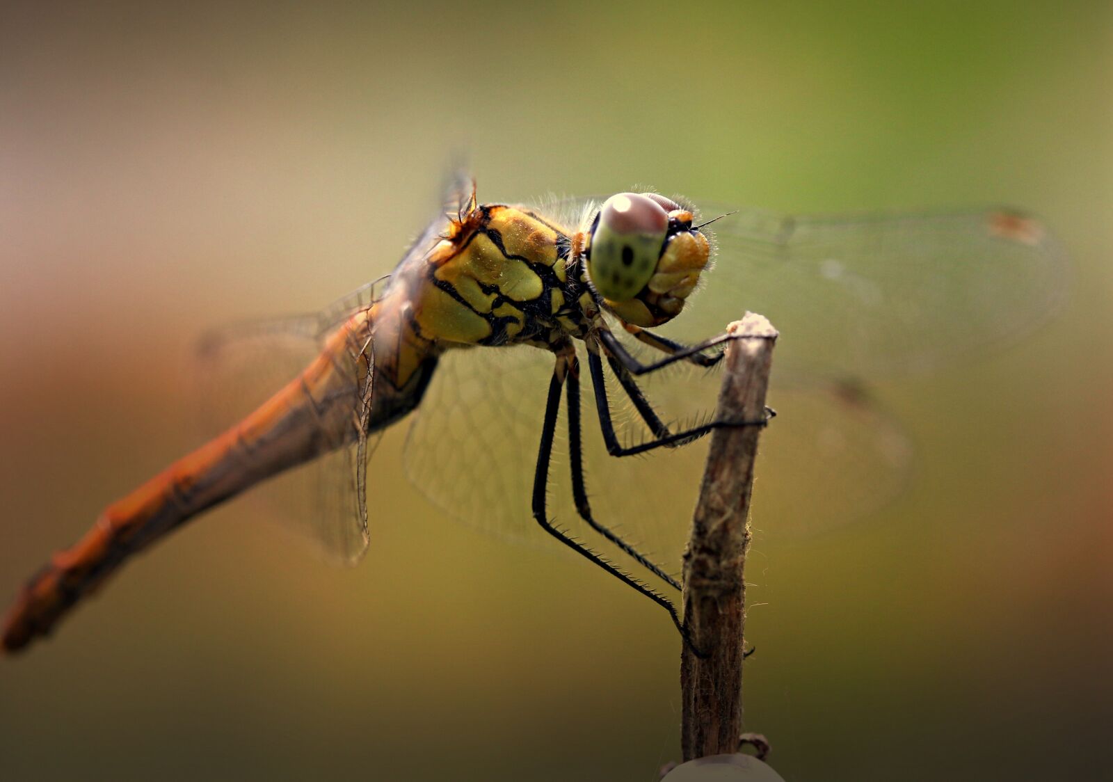 Canon EF-S 60mm F2.8 Macro USM sample photo. Dragonfly, insecta, wings photography