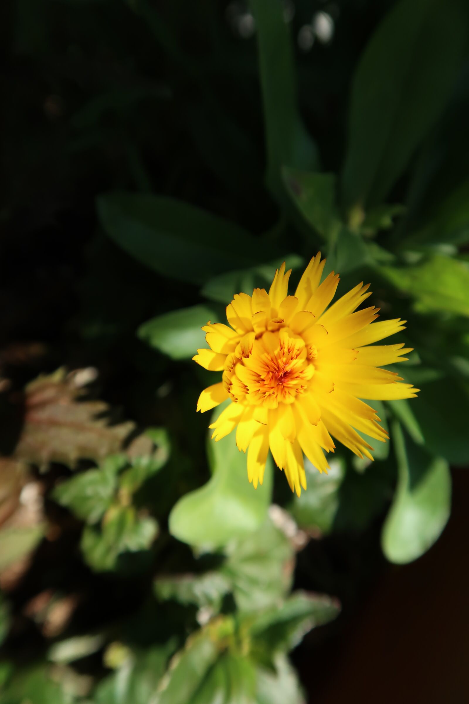 Canon PowerShot G7 X Mark II sample photo. Flower, yellow, summer photography