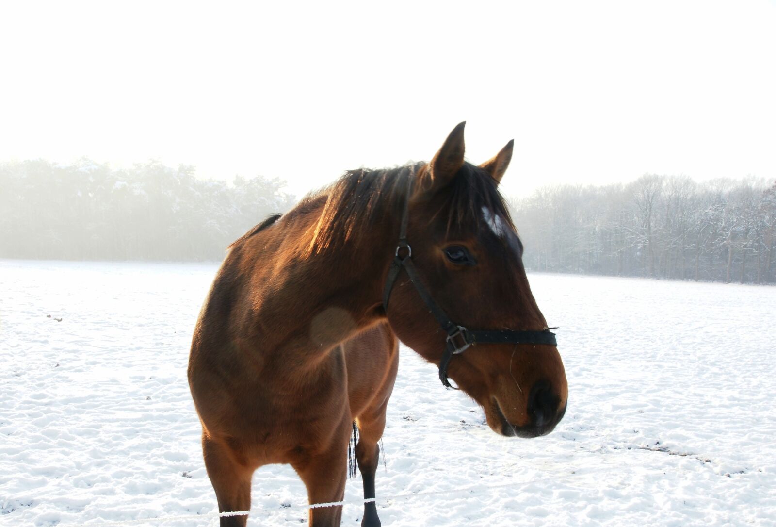 Sony Alpha DSLR-A700 sample photo. Horse, snow, winter photography