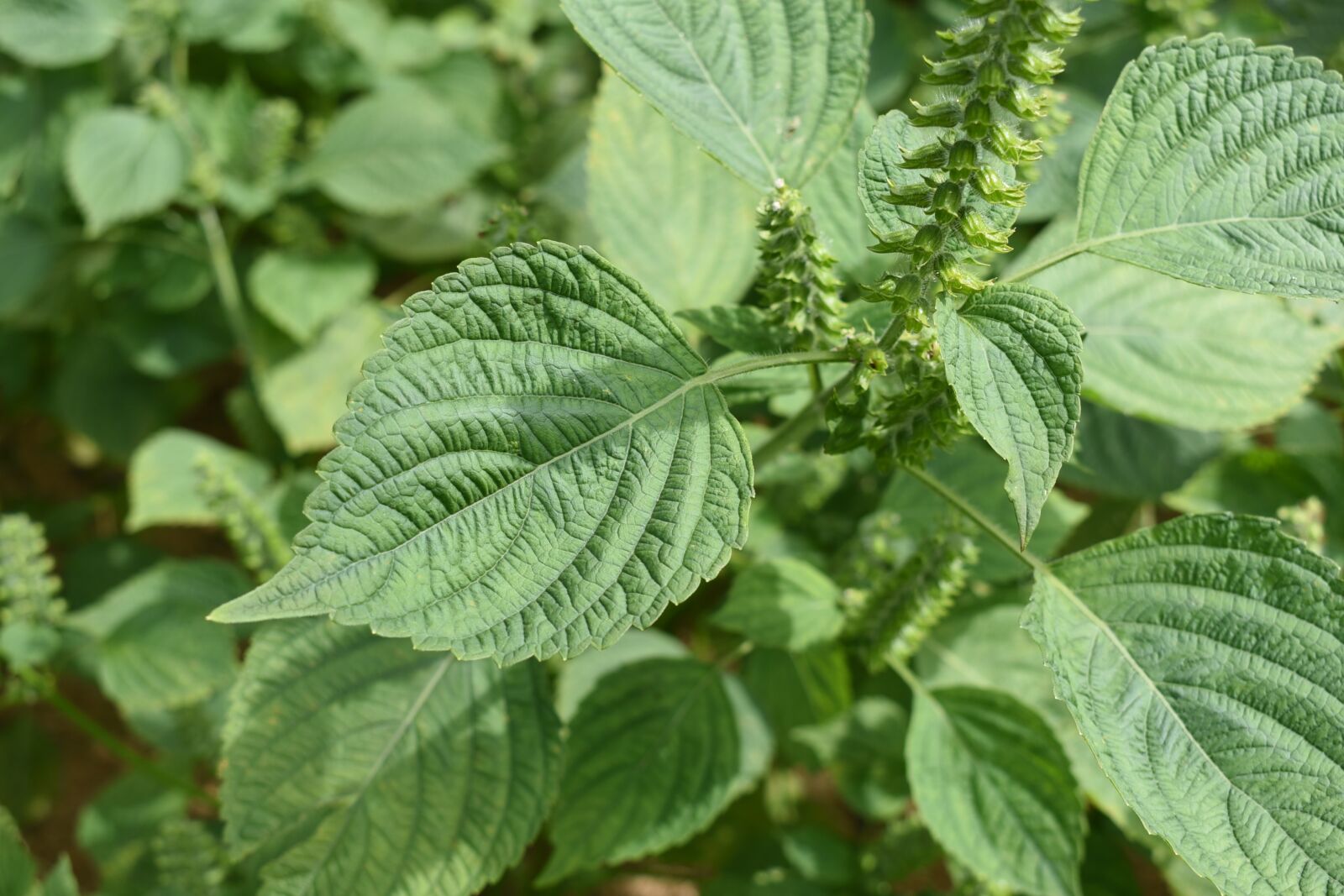 Nikon D750 sample photo. Perilla, perilla leaves, farming photography