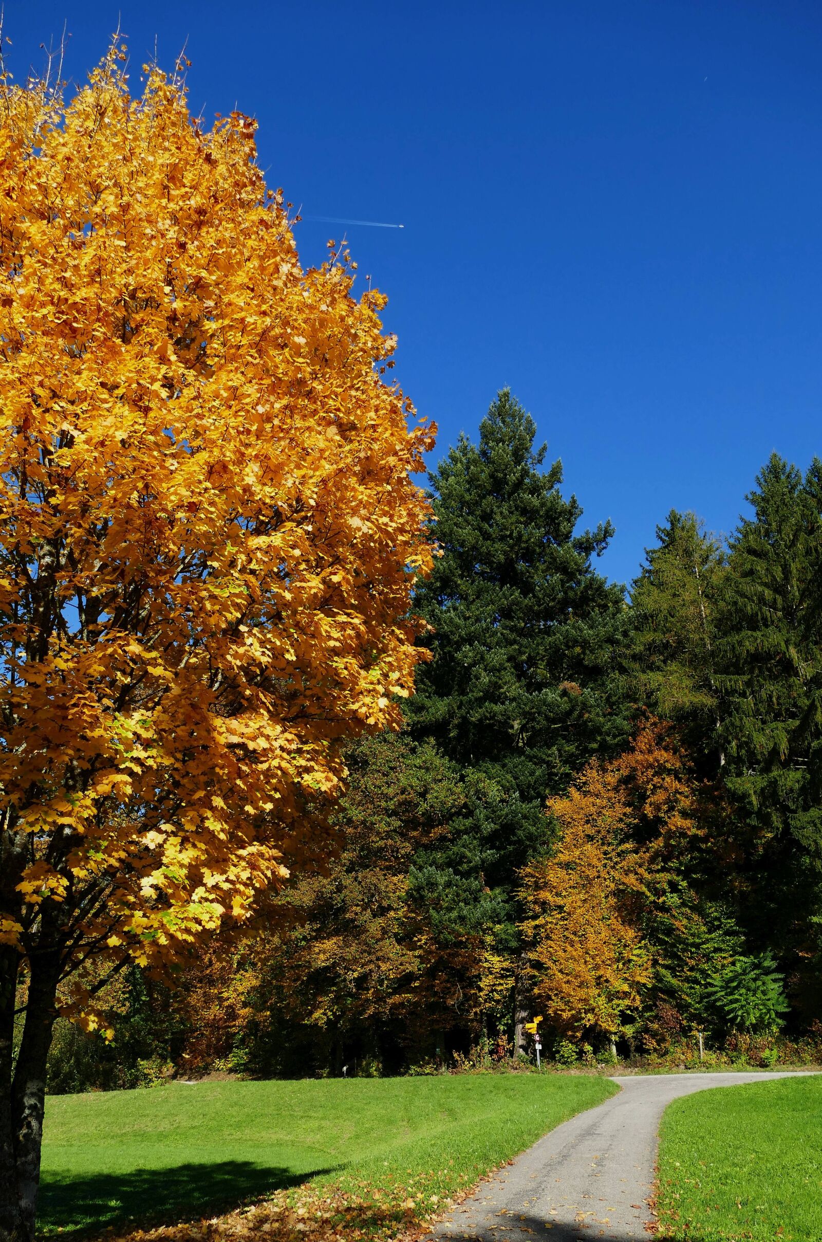 Panasonic Lumix DMC-FZ1000 sample photo. Nature, tree, autumn photography