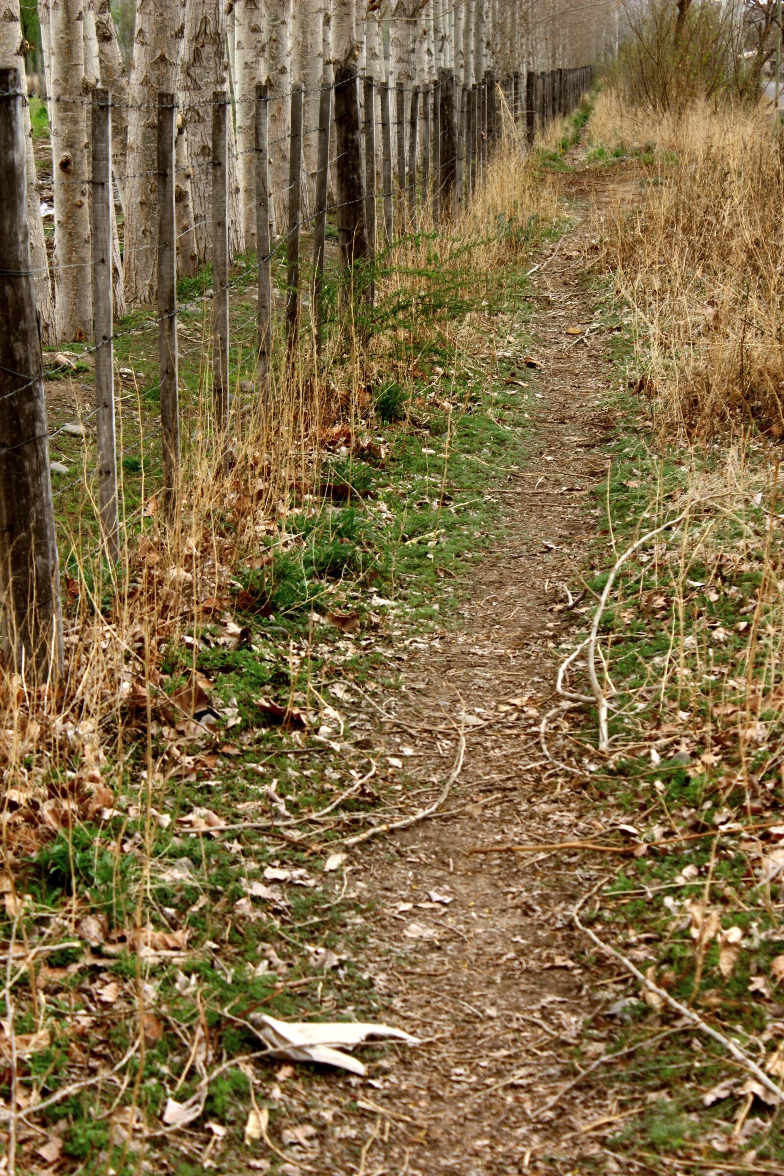 Canon EOS 500D (EOS Rebel T1i / EOS Kiss X3) sample photo. Path, leaves, trail photography