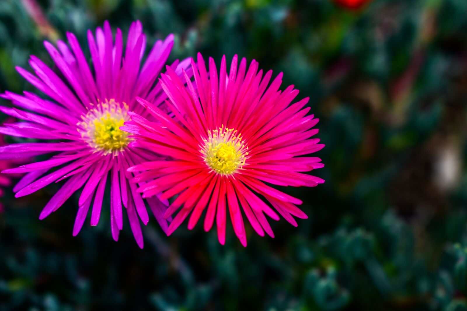 Nikon D3400 sample photo. Flower, plant, nature photography