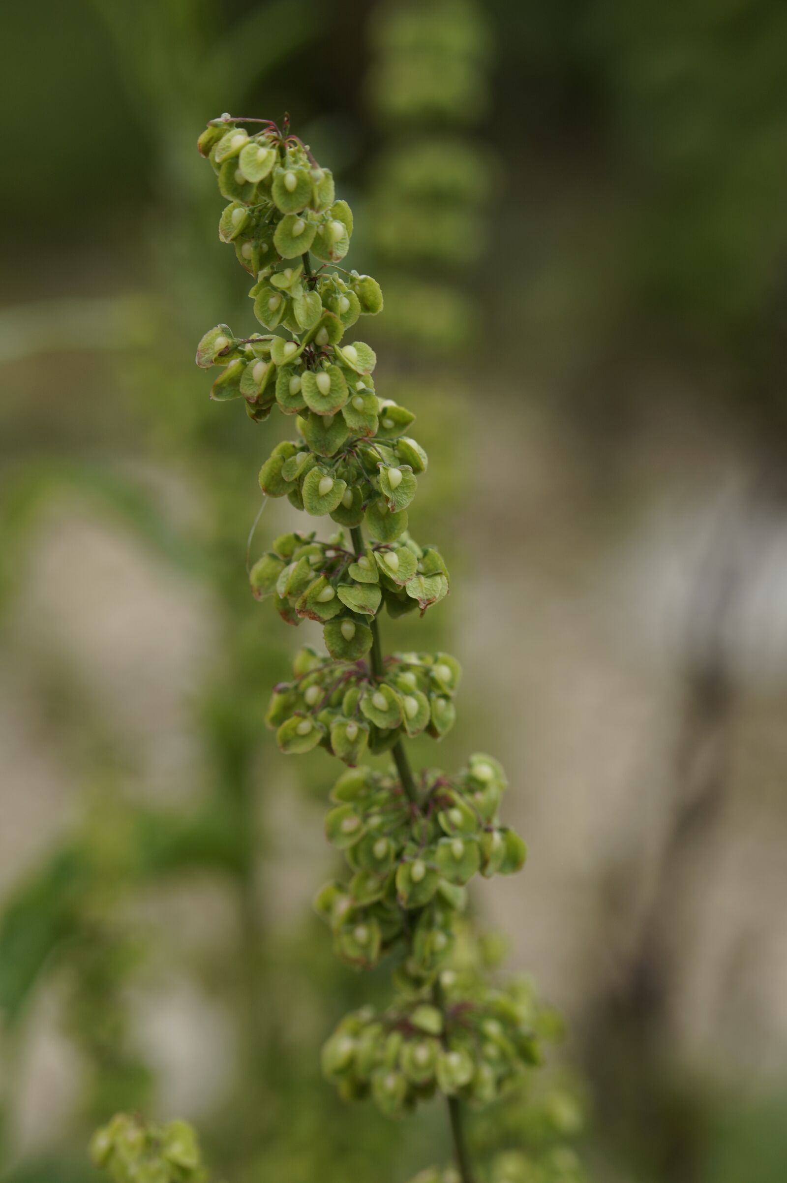 Sony SLT-A58 sample photo. Sorrel, meadow, inflorescence photography
