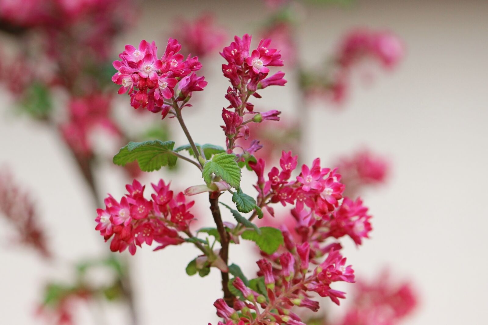 Canon EOS 600D (Rebel EOS T3i / EOS Kiss X5) sample photo. Flowers, bush, raspberry photography