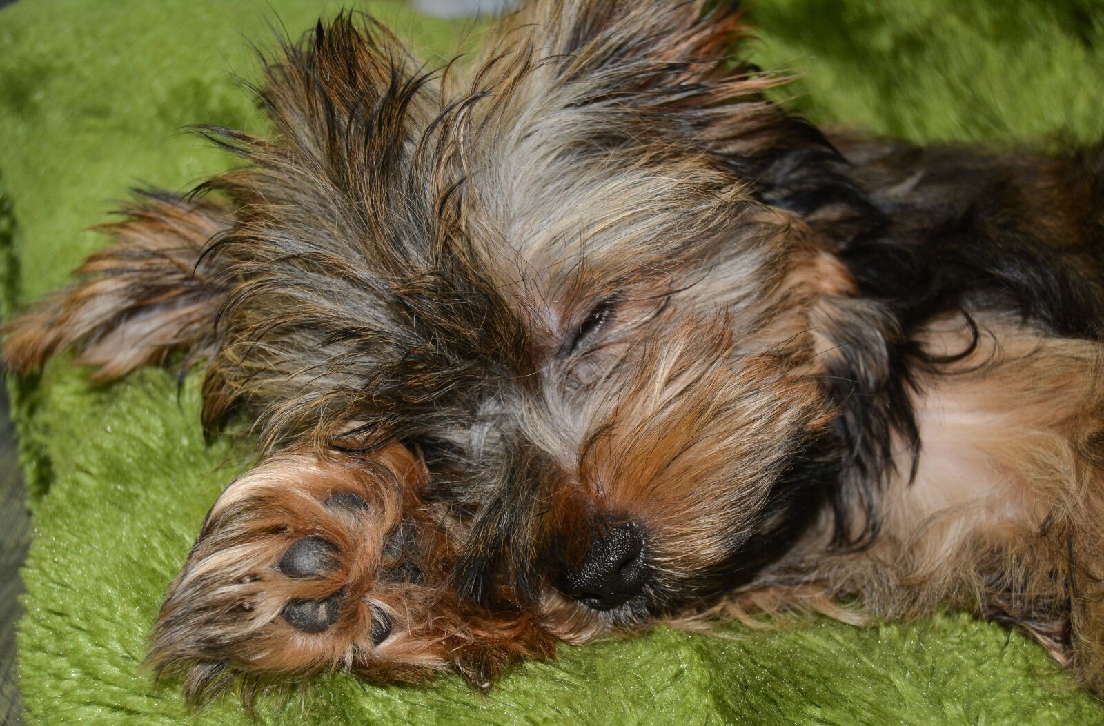 Nikon D5200 sample photo. Dog, sleeping, adorable photography