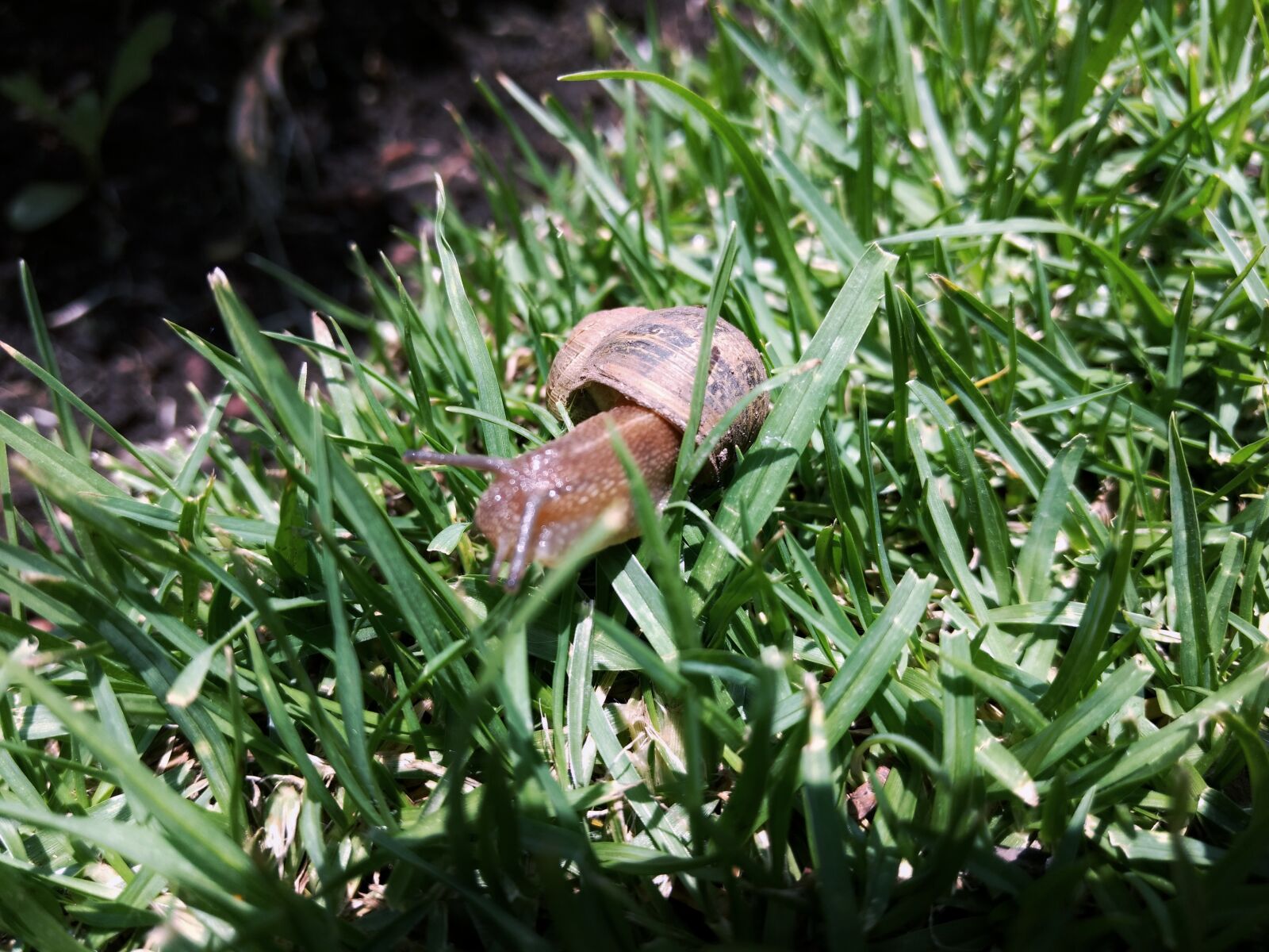 Motorola Moto G (4) sample photo. Marlonphotographer photography