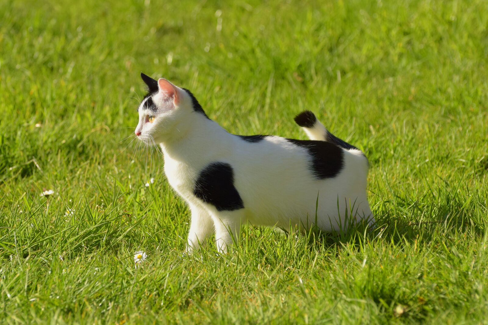 Nikon D5300 sample photo. Cat, garden, nature photography