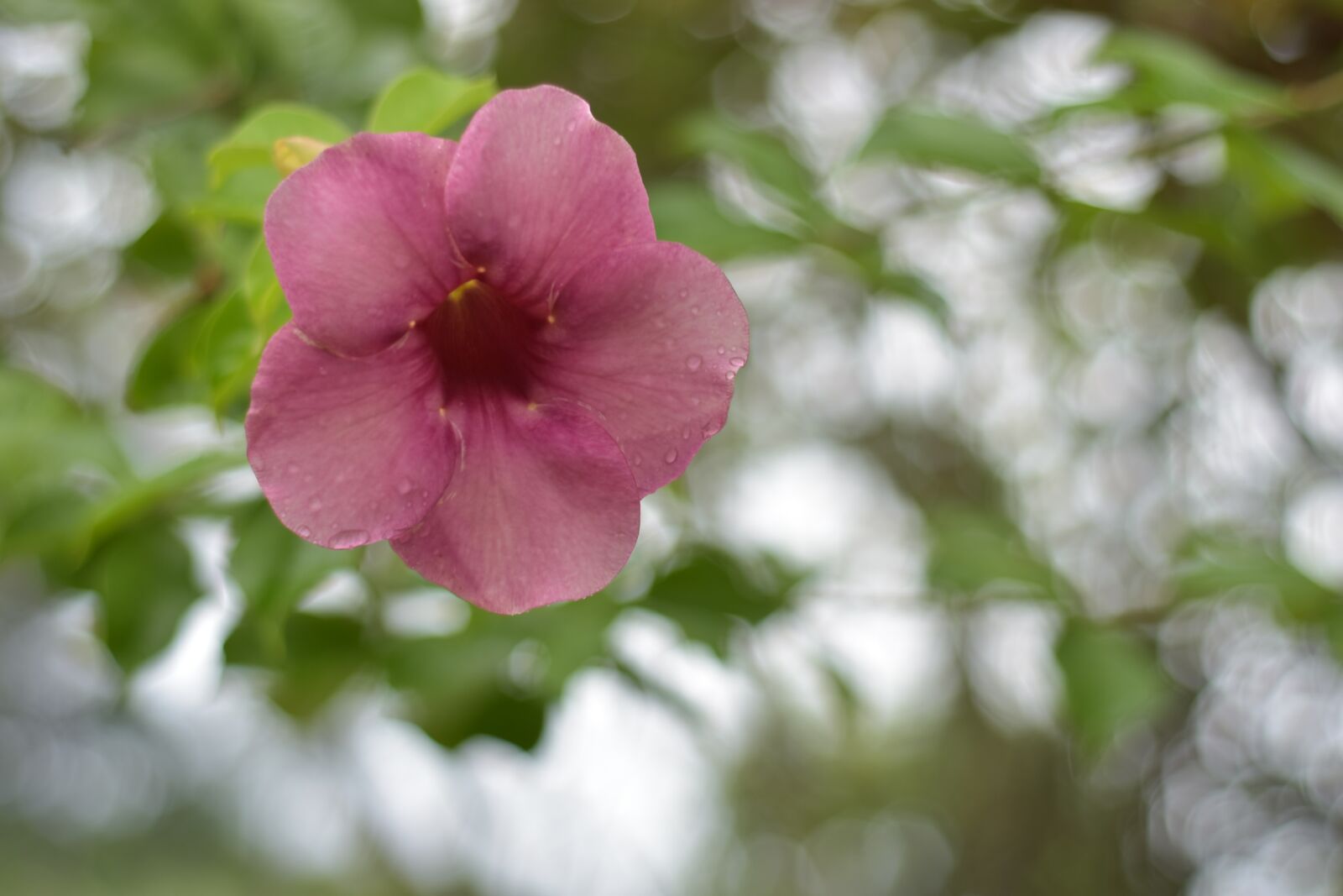 Nikon D7200 sample photo. The pink flowers, nature photography
