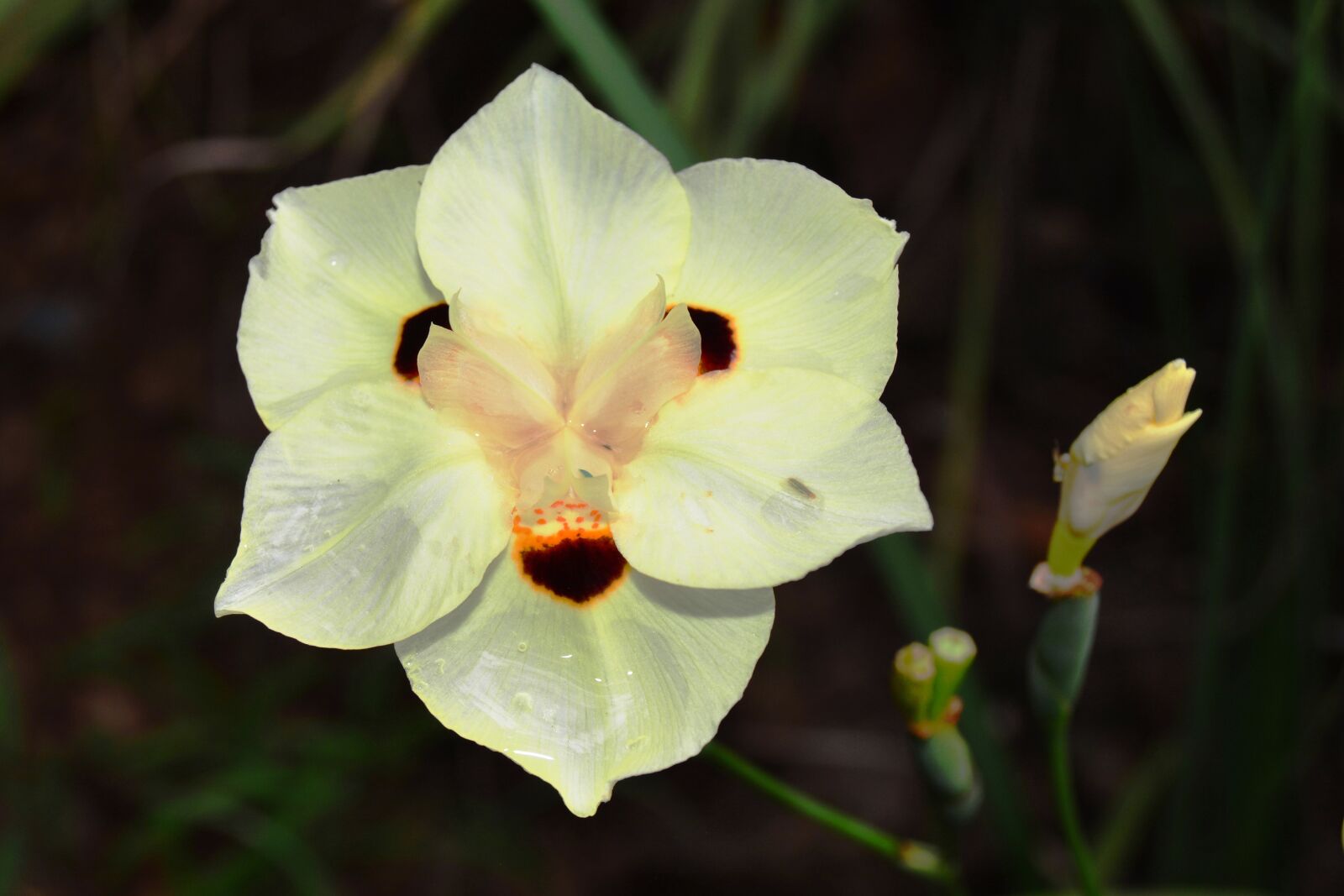 Nikon D5200 sample photo. African, iris, fortnight lily photography