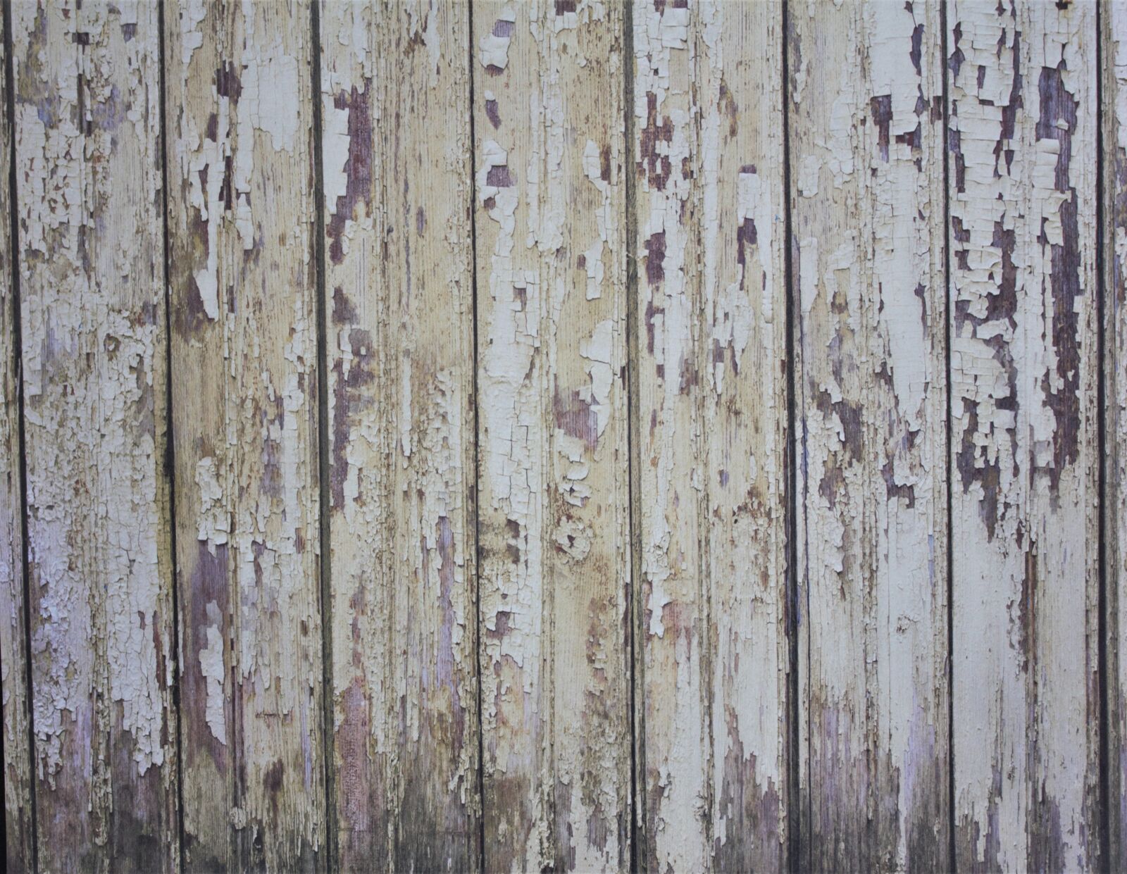Canon EOS 550D (EOS Rebel T2i / EOS Kiss X4) sample photo. Texture, background, backdrop photography
