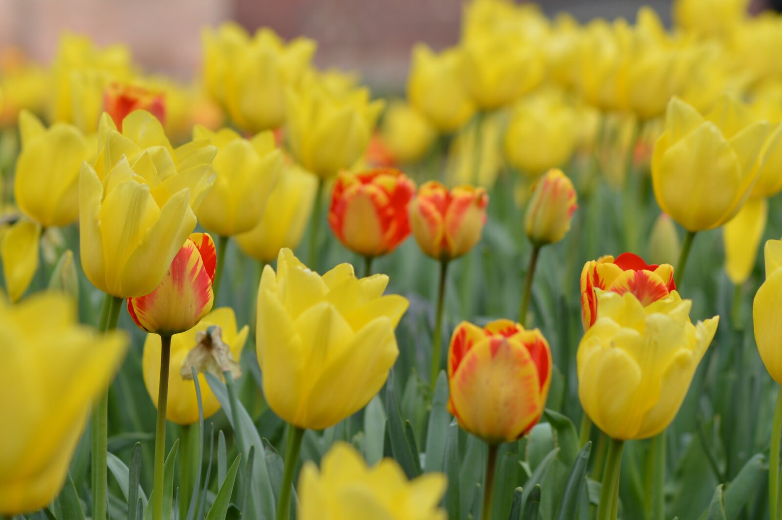 Nikon D3200 sample photo. Tulips, yellow, red photography