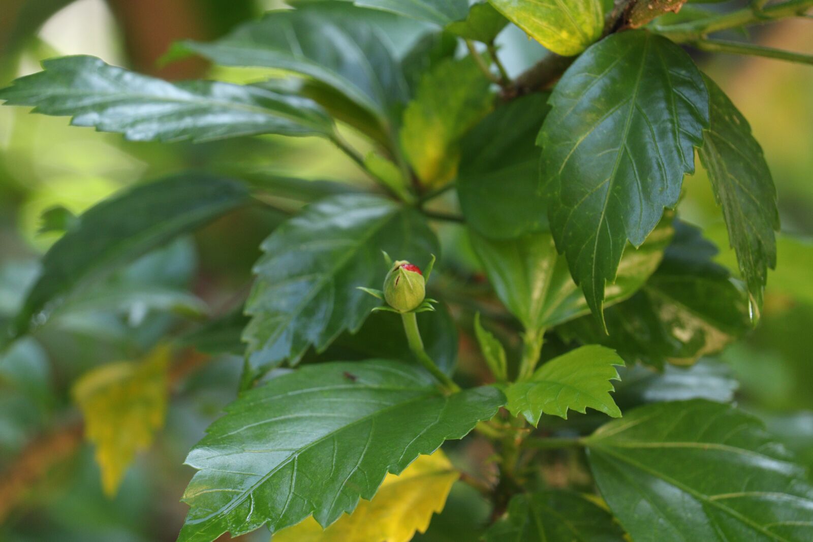 Canon EOS 250D (EOS Rebel SL3 / EOS Kiss X10 / EOS 200D II) sample photo. Leaf, garden, plant photography
