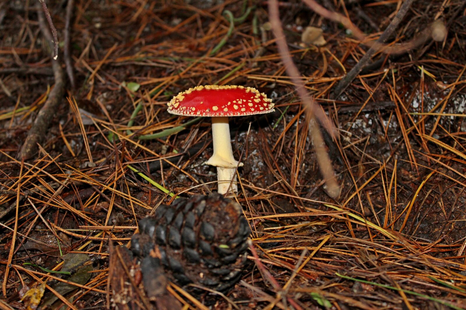 Canon EOS 1200D (EOS Rebel T5 / EOS Kiss X70 / EOS Hi) sample photo. Fungus, forest, mushroom photography