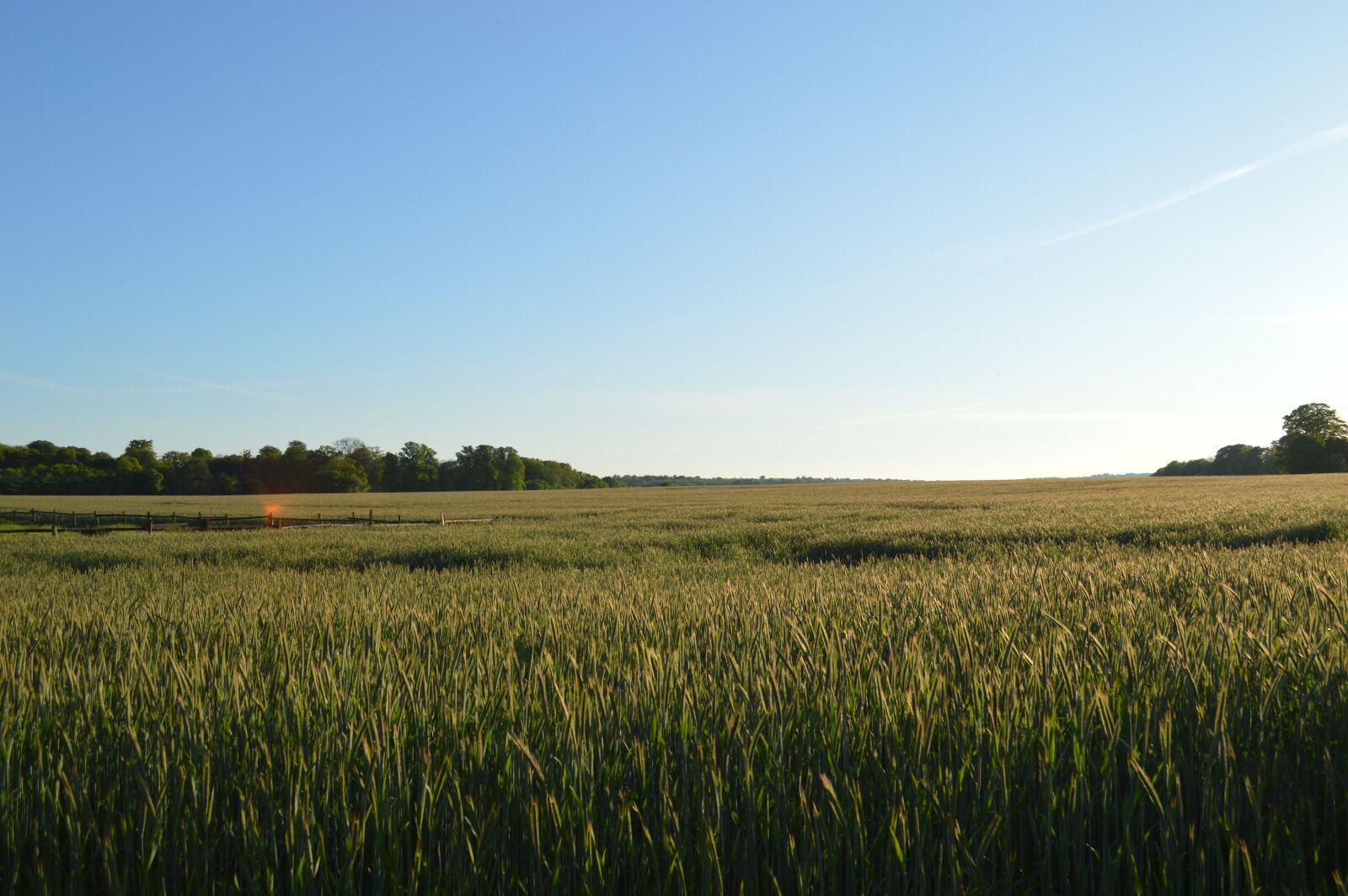 Nikon D3200 sample photo. Mark, horizon, wheat photography
