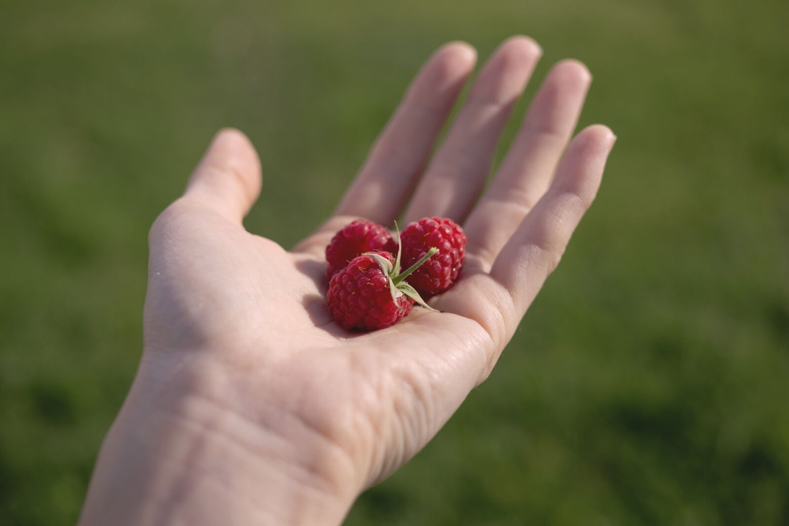 Canon EF 40mm F2.8 STM sample photo. Fruits, berries, raspberries photography