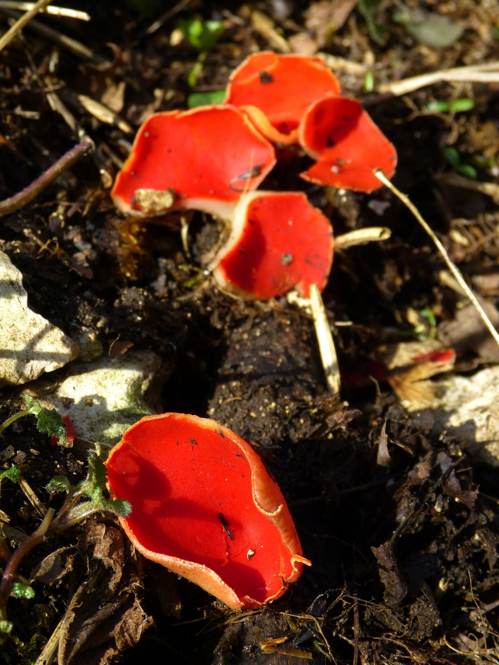 Panasonic Lumix DMC-FZ150 sample photo. Vermilion kelchbecherling, mushroom, scarlet photography