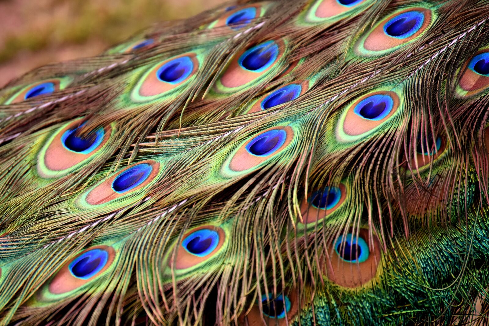 Nikon D7200 sample photo. Peacock feathers, wheel, plumage photography