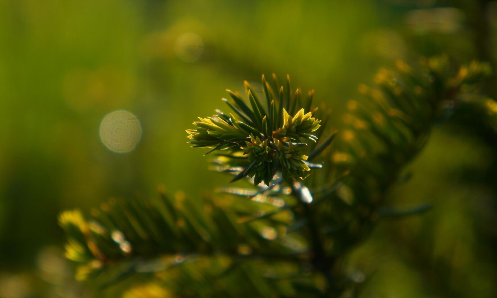 Sony Alpha a3000 sample photo. Nature, plants, sprig photography