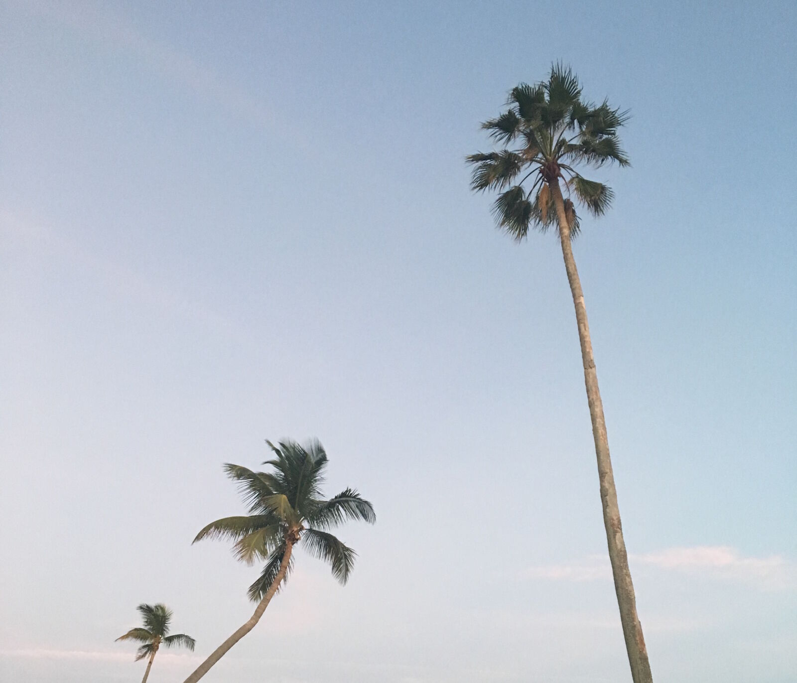 Apple iPhone 6s sample photo. Afternoon, dusk, florida, palm photography