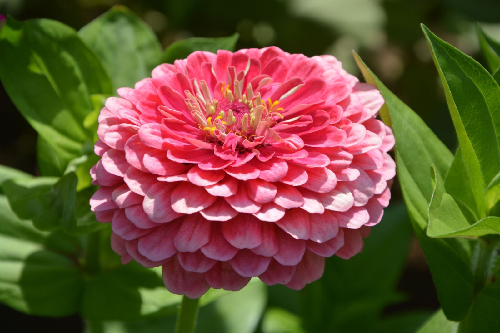 Nikon D5200 sample photo. Summer flowers, pink, color photography